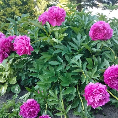 Caloroczny Dom Grodzianka Banie Mazurskie