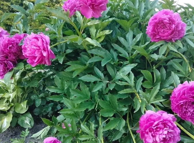 Caloroczny Dom Grodzianka Banie Mazurskie